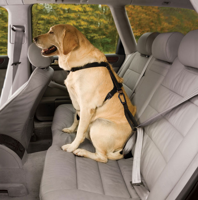 Restrain Dog in Car Safely