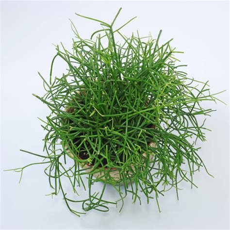 Rhipsalis