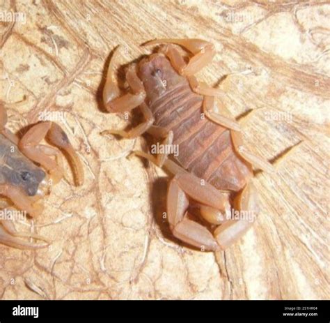 Striped Bark Scorpion
