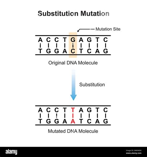 Substitution Mutation Scientific Design Vector Illustration Stock Substitution Mutation Scientific Design Vector Illustration Stock