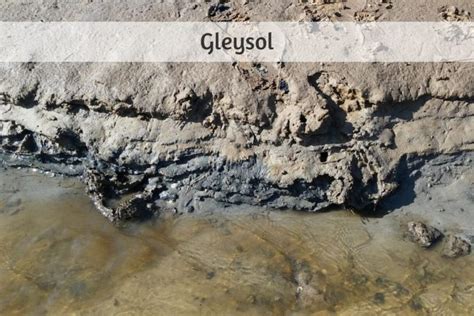 Cuidado: Evita este error común al tratar el suelo gleyzado