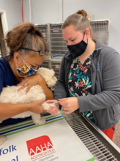 5 Ways Suffolk Animal Care Center Helps