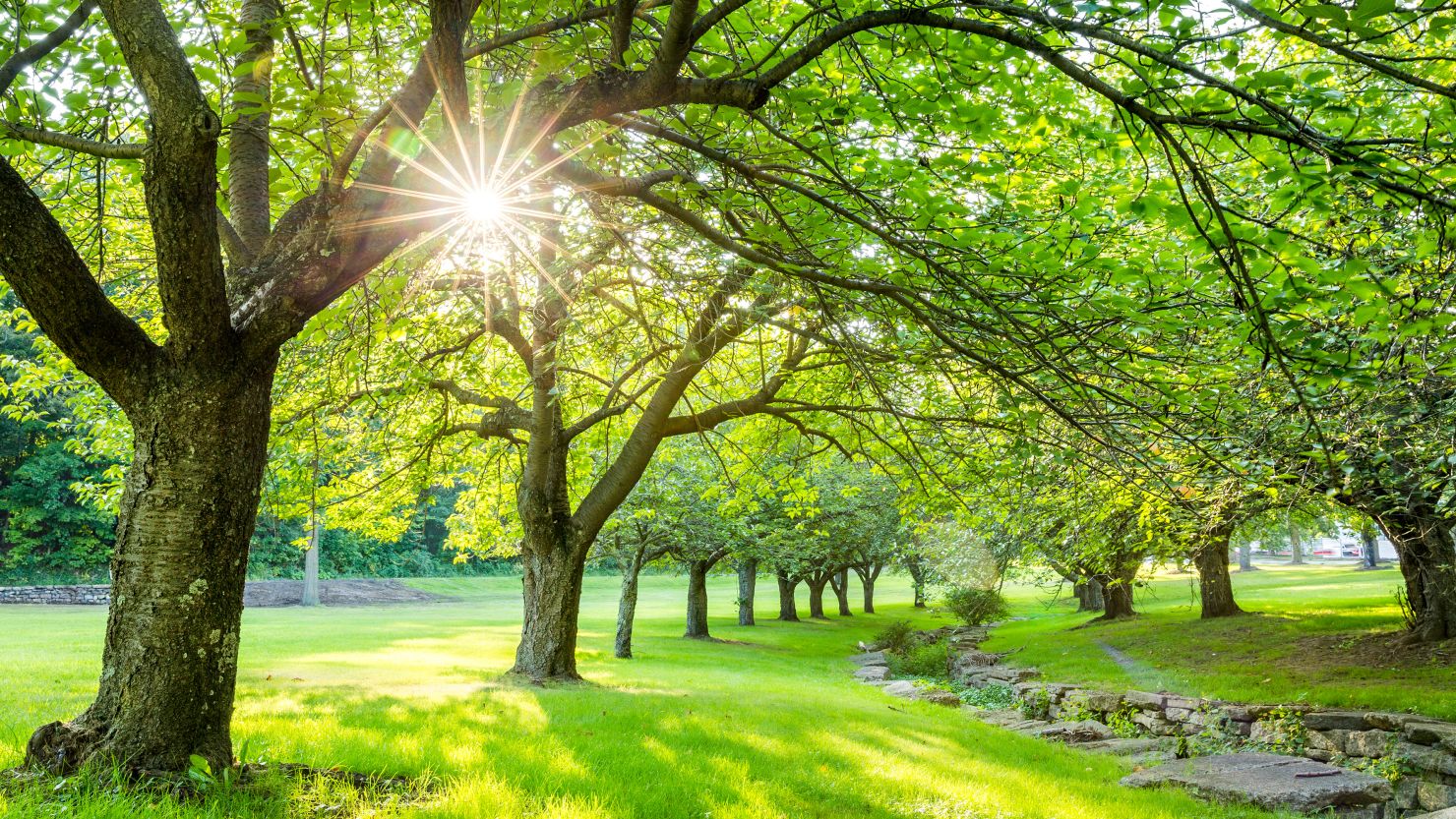 Summer Classics Outdoor Furniture Gayle Bench Small 2901 Hickory Summer Classics Outdoor Furniture Gayle Bench Small 2901 Hickory