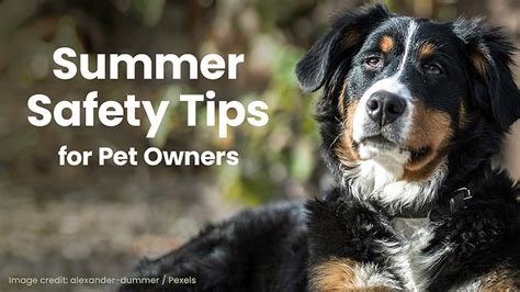 Summer Safety Tips For Pet Owners Jersey Calhoun Veterinary Hospital Summer Safety Tips For Pet Owners Jersey Calhoun Veterinary Hospital