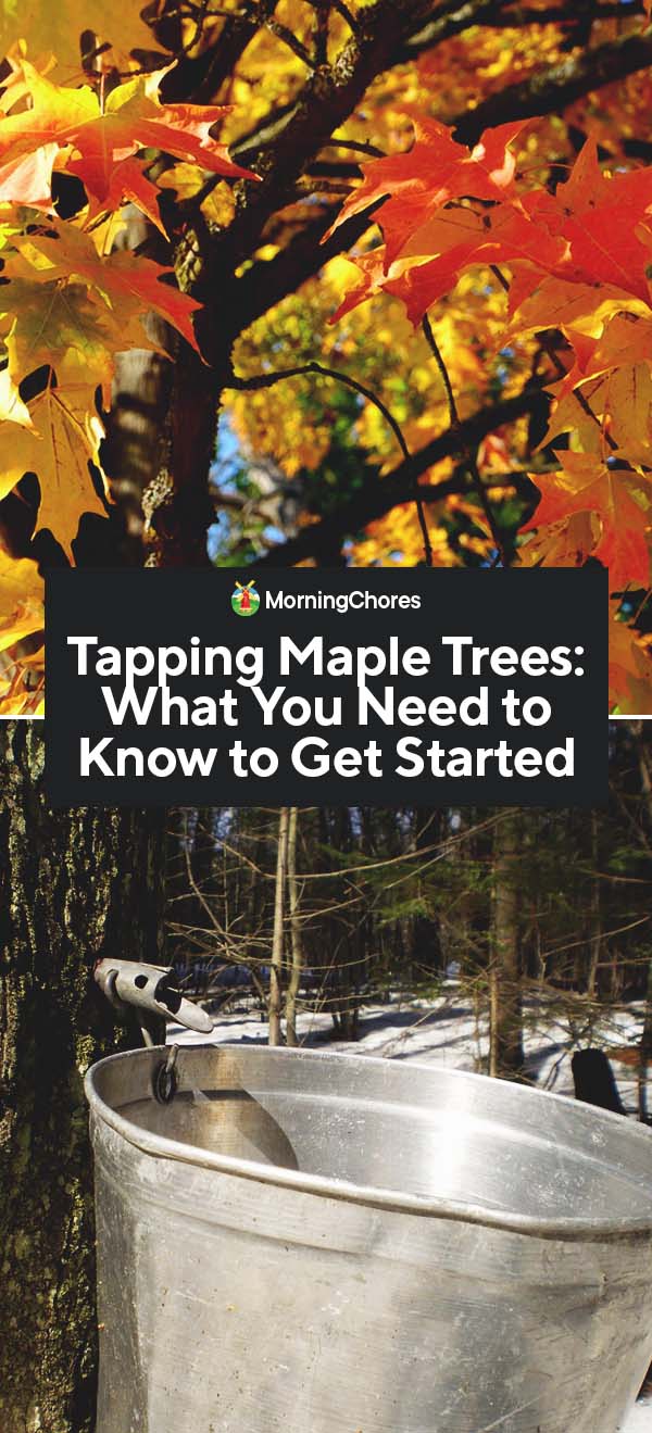 How to Avoid Common Mistakes When Tapping Maple Trees