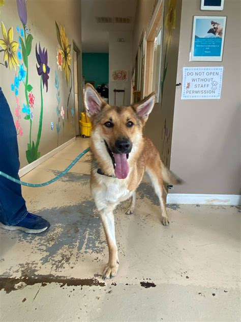 Taunton Animal Care Facility Photos