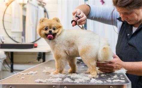The Role Of A Pet Groomer Essential Skills Training And Career The Role Of A Pet Groomer Essential Skills Training And Career