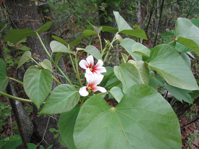 Tung Wu Ducati Sport Classic 1000 Biposto Tung Wu Ducati Sport Classic 1000 Biposto