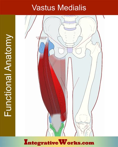 Vastus Medialis Learn Muscles