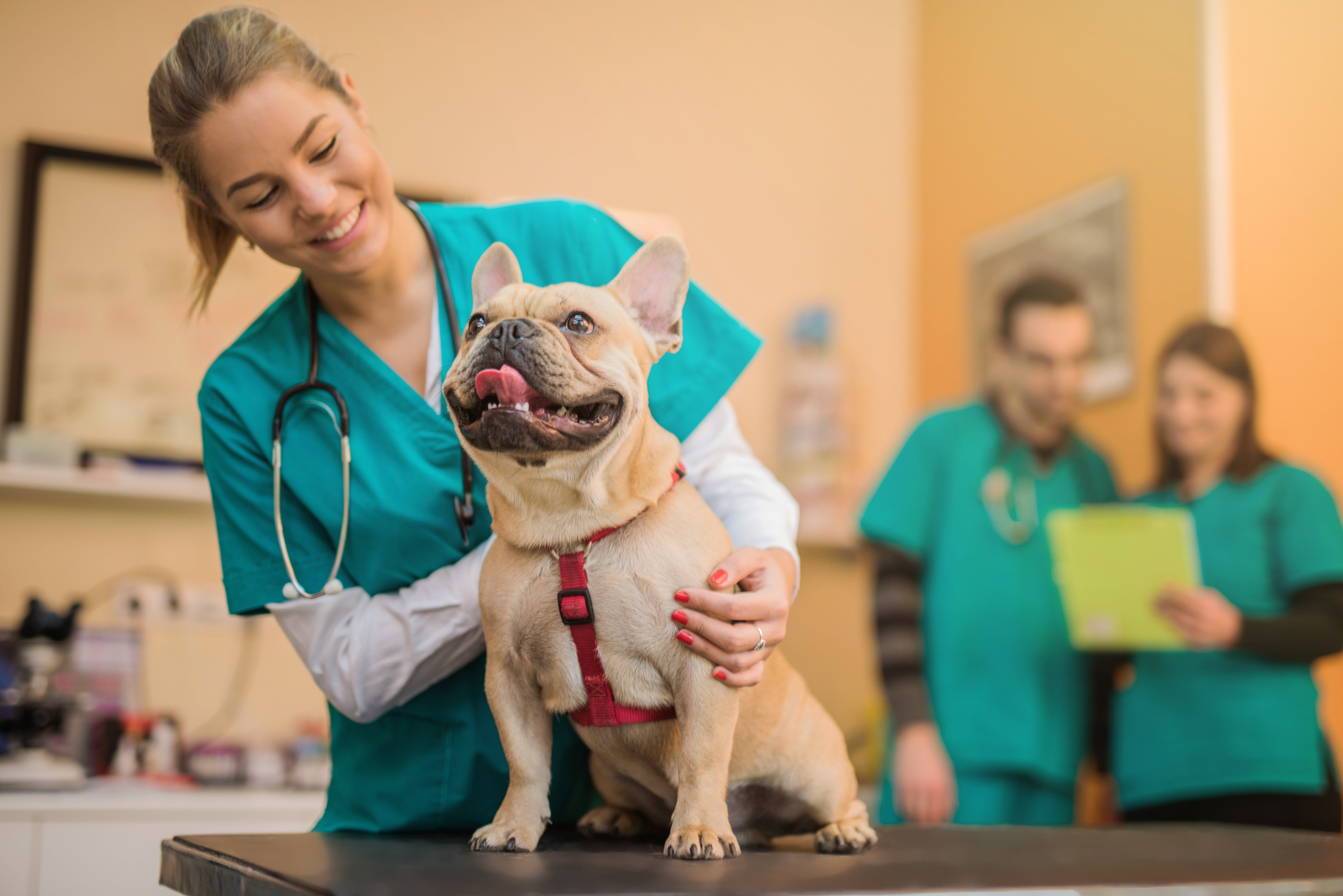 Veterinarian In Midlothian Va Animal Eye Care Of Richmond Veterinarian In Midlothian Va Animal Eye Care Of Richmond