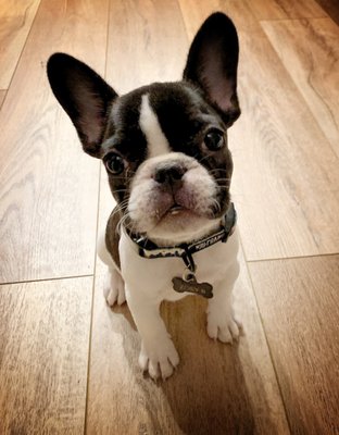 Veterinarians In Anchorage Ak Vca Alaska Pet Care Animal Hospital