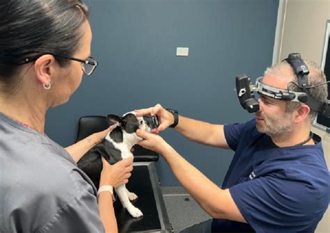 Veterinary Ophthalmology Advice Animal Eye Care Veterinary Ophthalmology Advice Animal Eye Care