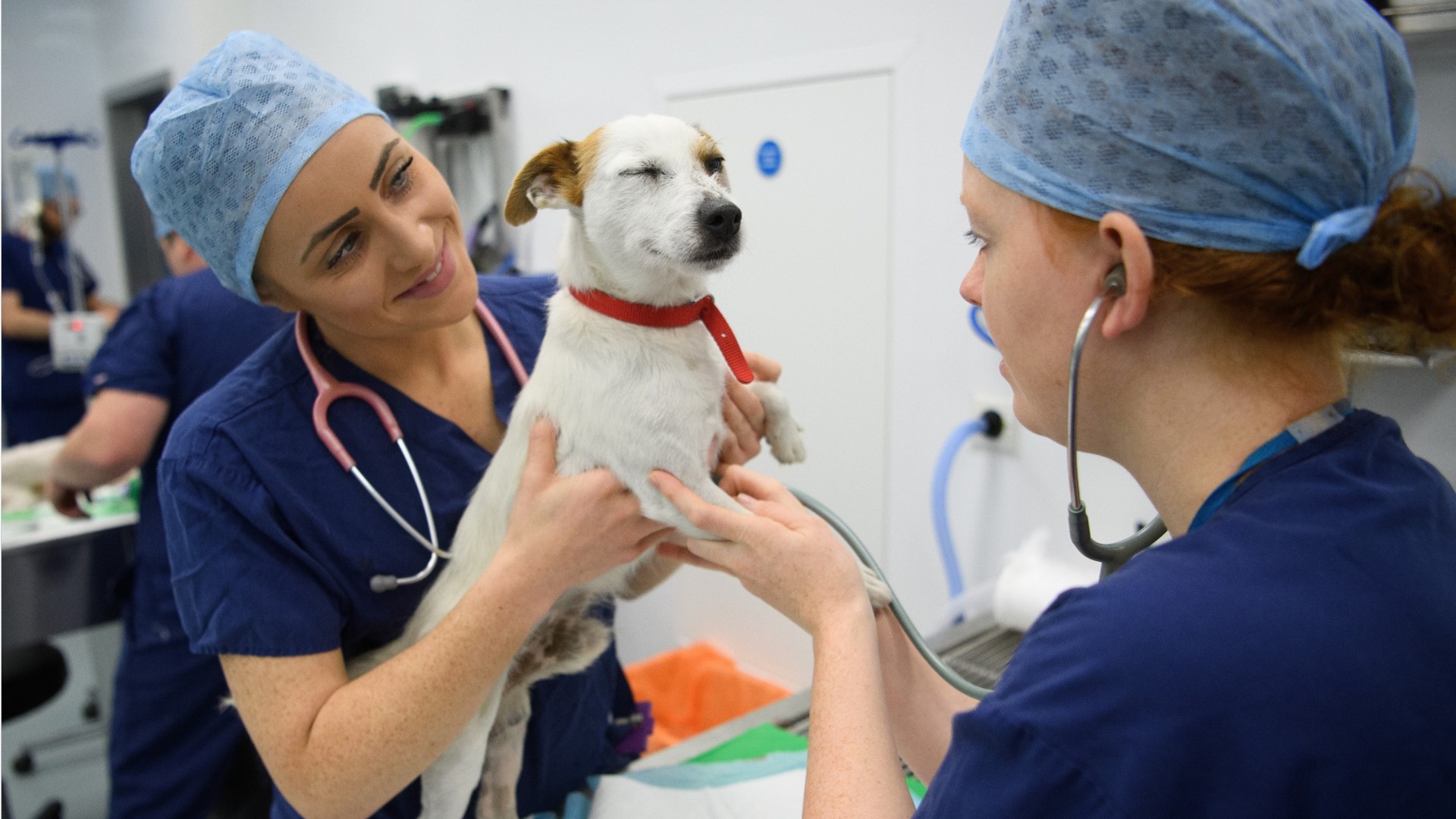 Veterinary Services In Fort Collins Quality Veterinary Care