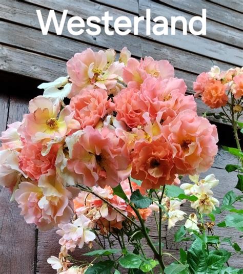 Wasteland Survival Guide