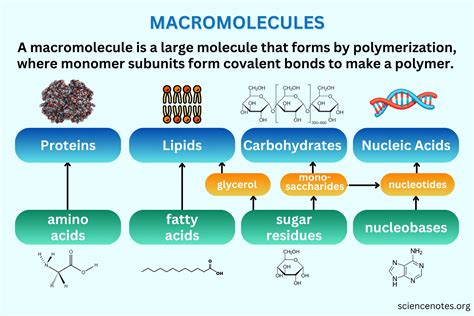 What Macromolecule Is An Enzyme