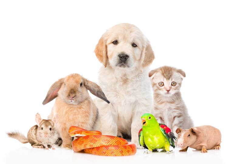 What Pets Need The 5 Welfare Needs Hanne Grice Pet Training Behaviour