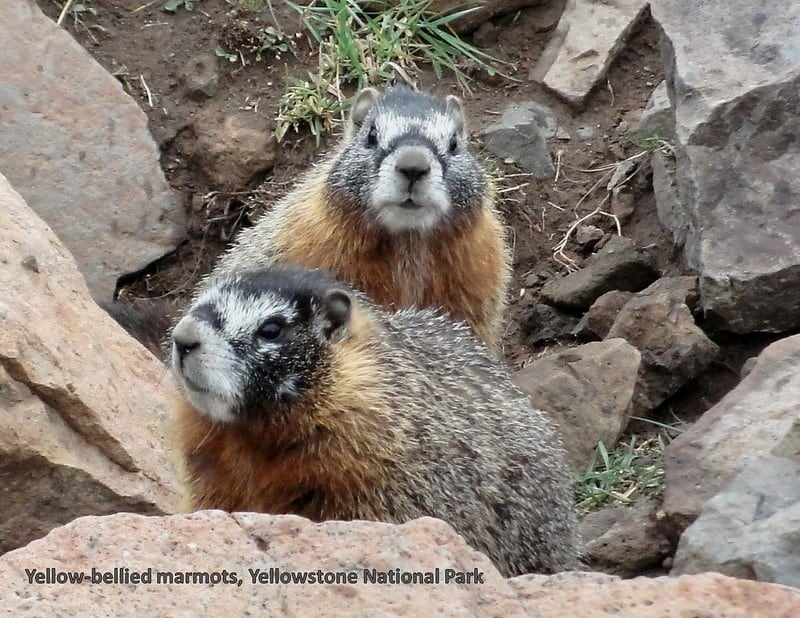 Discover the Whistle Pig Animal: A Beginner’s Guide to Nature’s Little Marvel