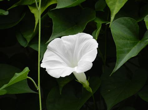7 Stunning Ways to Grow and Enjoy White Morning Glory