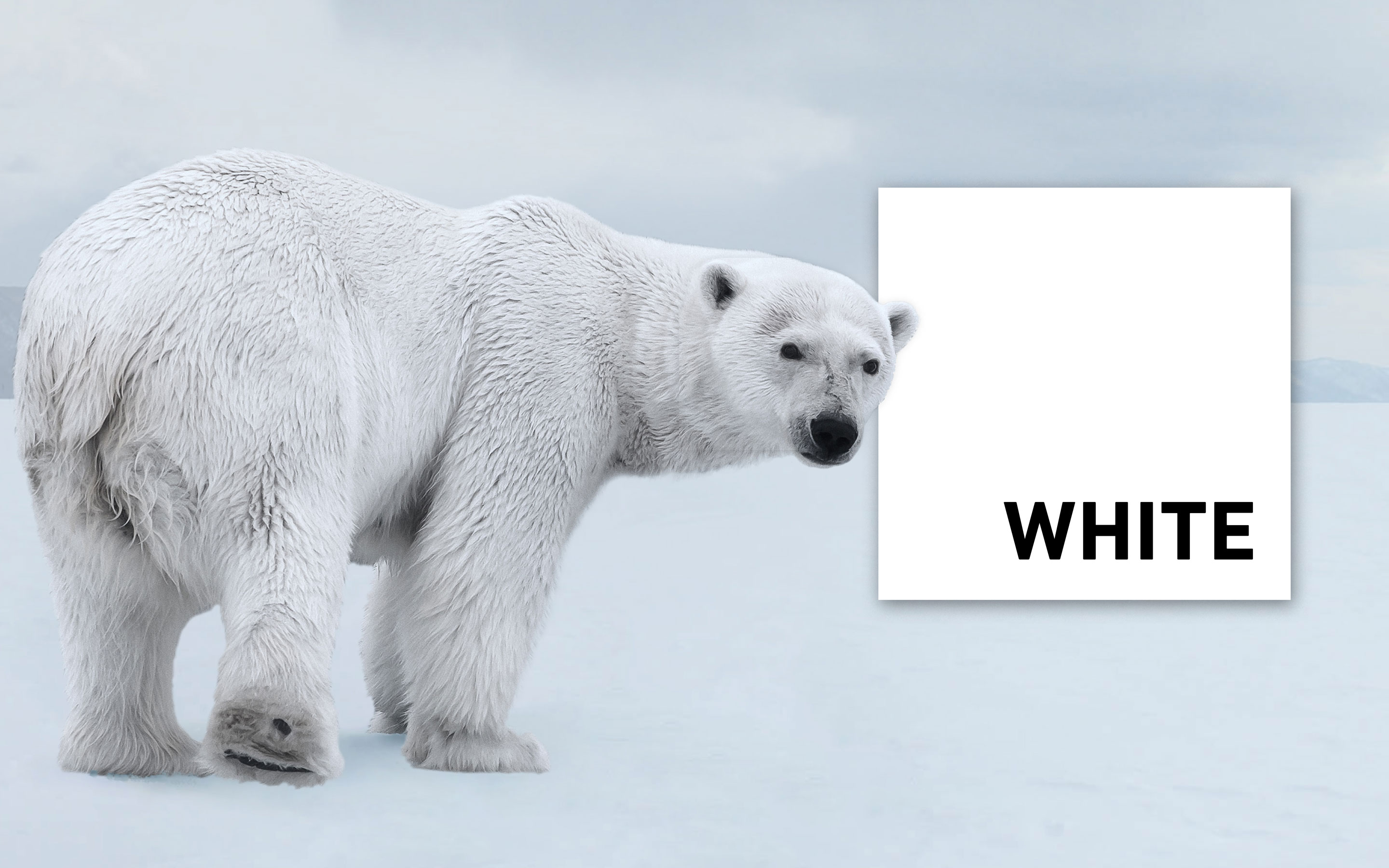 White Thunder Release Date Announced: Fastest Updates Yet