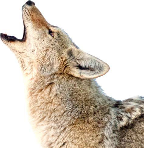 Why Do Coyotes Howl
