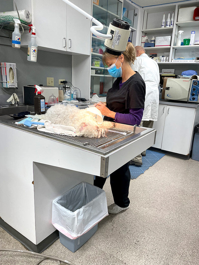 Winchester Place Pet Care Services