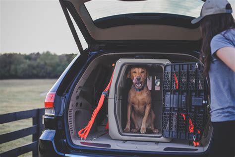 Winner Of The Best Dog Crate For Car Travel Winner Of The Best Dog Crate For Car Travel