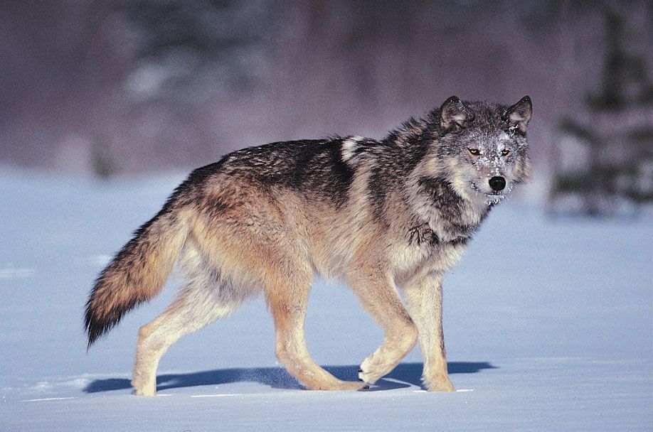 Wolf compared to human: exploring the financial impact of survival skills