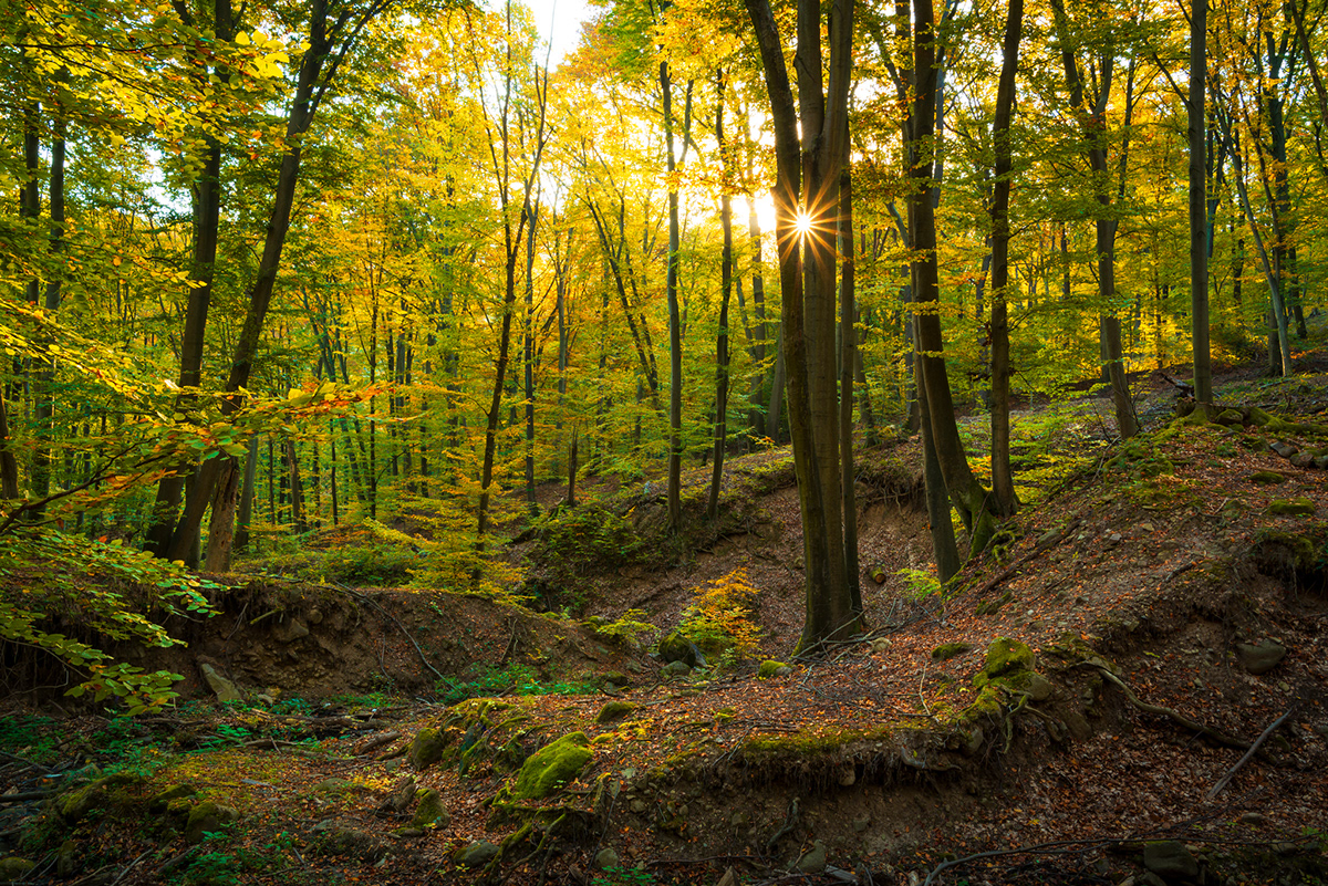 Woodland Camo Monster Jogger Shorts Jaded London Clothing
