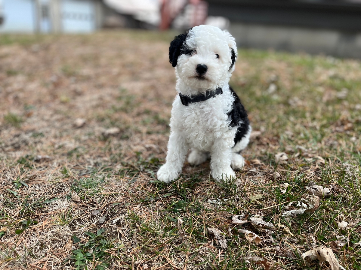 Wound Care Supplies For Dogs At Lance Rowan Blog