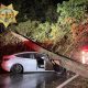 tesla model 3 smashed by tree